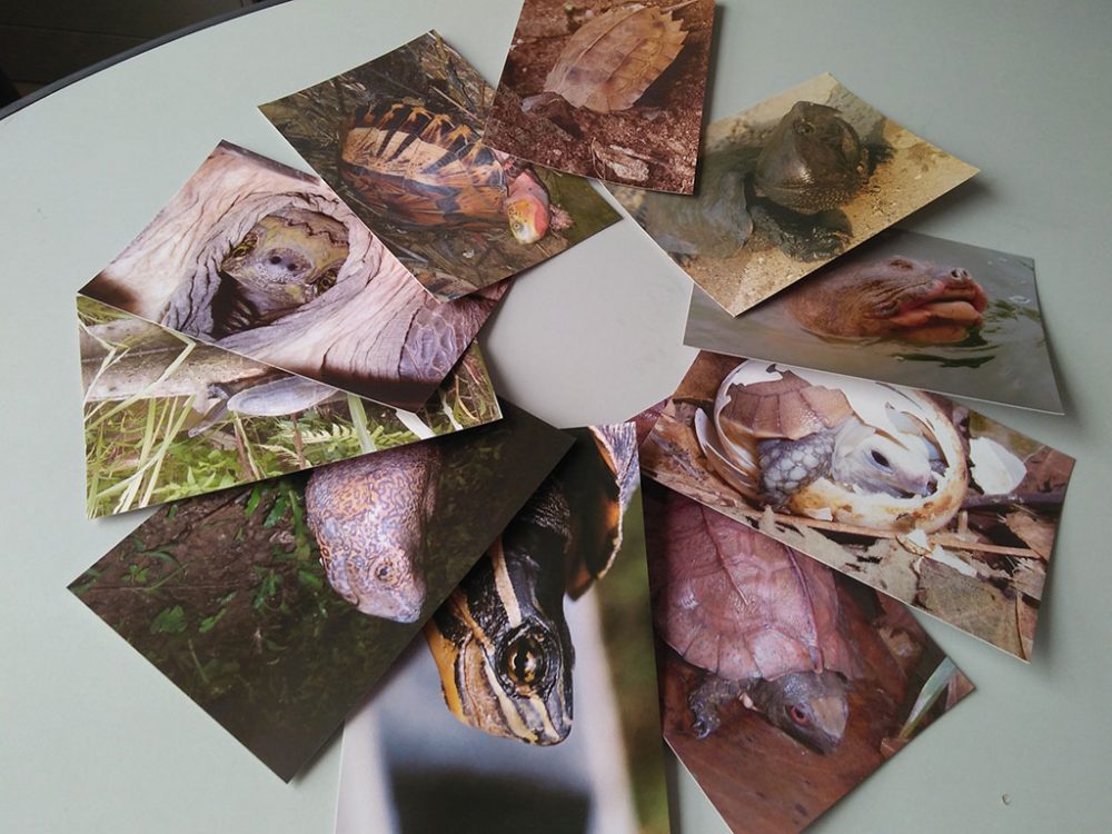 Asian Turtle Conservation Network Postcard Set - Image 2