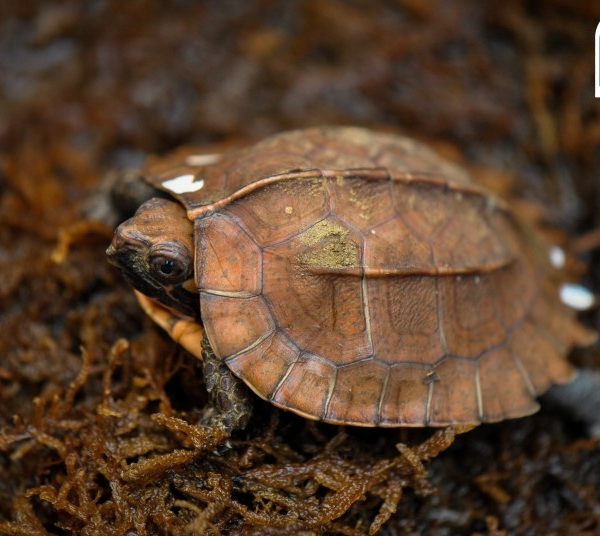 Adopt a turtle