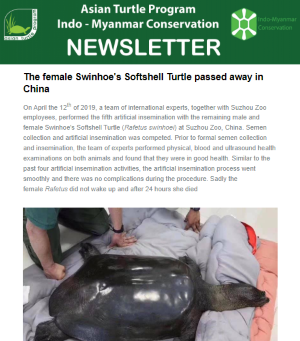 2019-04-death_of_female_Rafetus_swinhoei