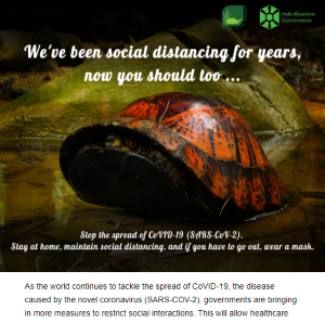 2020-04-box_turtle_social_distancing