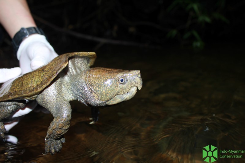 28 endangered Big-headed Turtles were released back home in the wild
