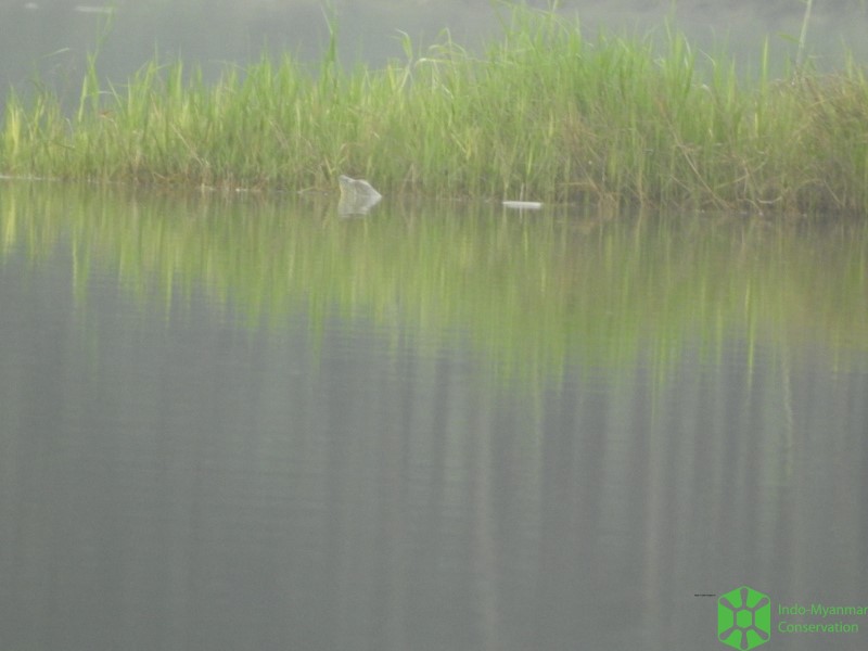 Swinhoe's Softshell Turtle (Rafetus swinhoei)