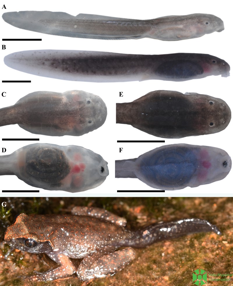 tadpoles and adult frog of Leptobrachella botsfordi