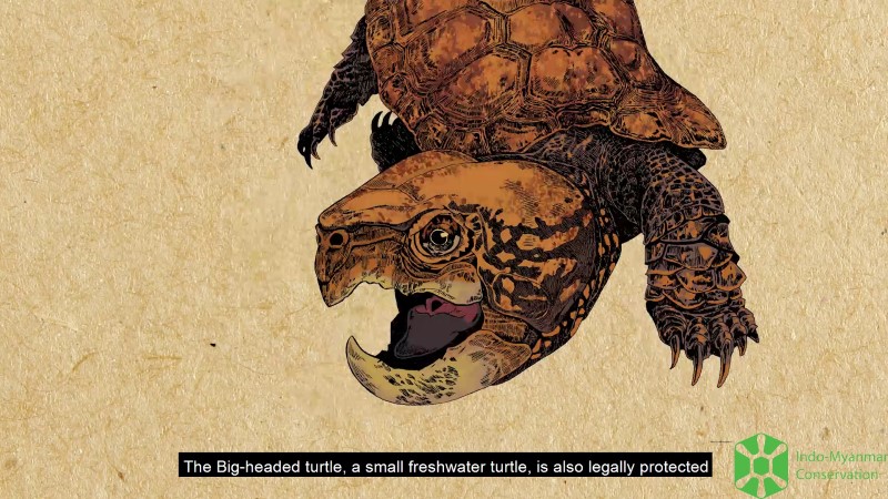 {:en}New video to support the conservation of the endangered Big-headed turtle in Vietnam{:}{:vi}Video mới hỗ trợ cho công tác bảo tồn loài rùa đầu to nguy cấp tại Việt Nam{:}