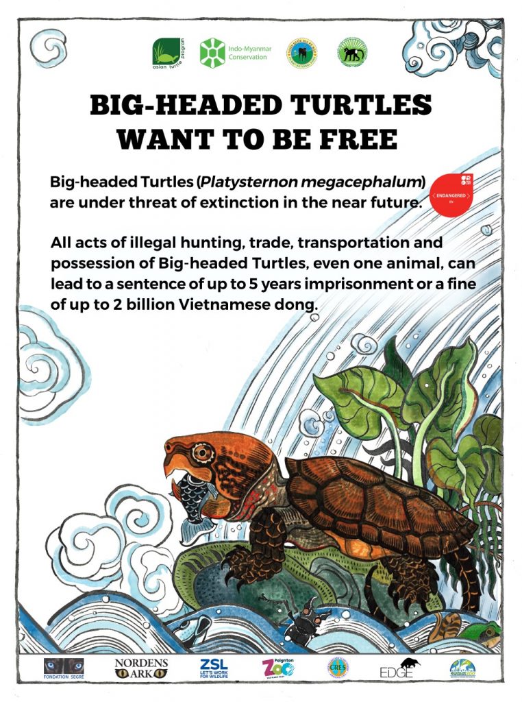 {:en}Turtle art inspires conservation for the endangered Big-headed Turtle in Vietnam{:}{:vi}Ấn phẩm truyền cảm hứng cho công tác bảo tồn rùa đầu to nguy cấp ở Việt Nam{:}