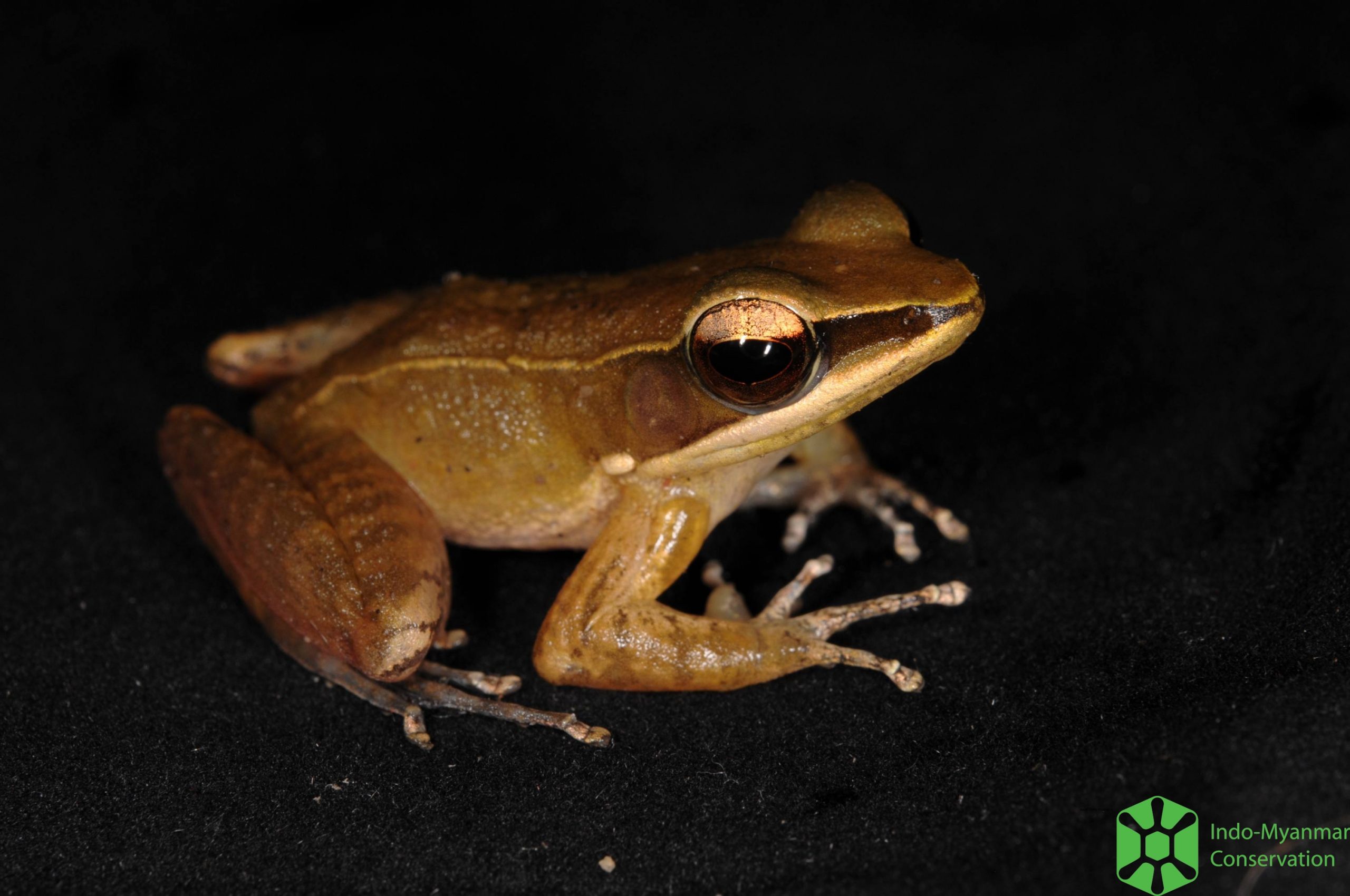 Indosylvirana mileti NTLuan