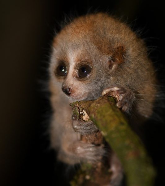 Fig9 Nycticebus bengalensis - ATPwtmk